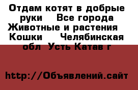 Отдам котят в добрые руки. - Все города Животные и растения » Кошки   . Челябинская обл.,Усть-Катав г.